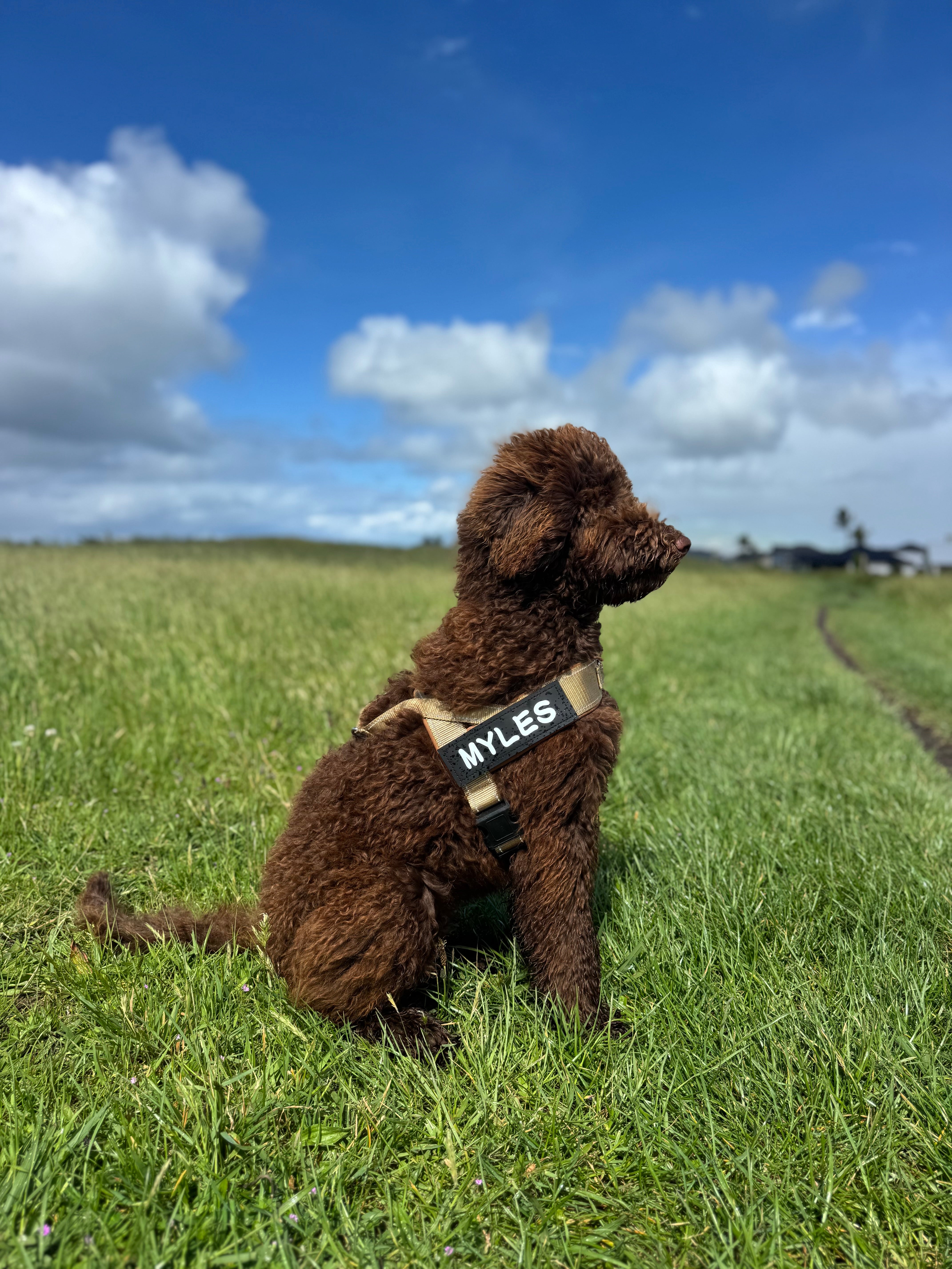 TrailTrek™ Control Harness